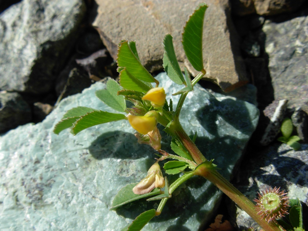 Medicago muricoleptis  / Erba medica sottile